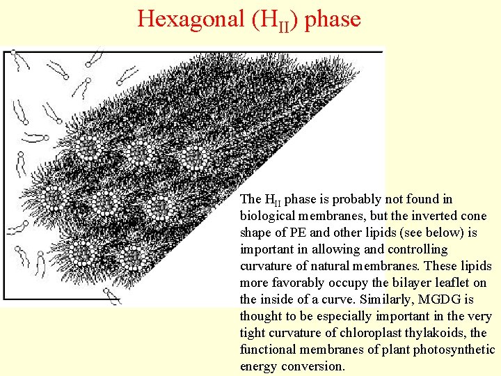 Hexagonal (HII) phase The HII phase is probably not found in biological membranes, but
