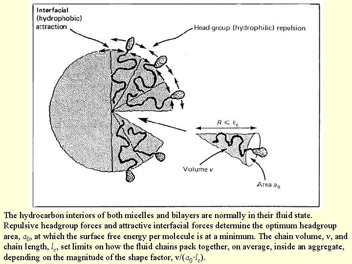 The hydrocarbon interiors of both micelles and bilayers are normally in their fluid state.