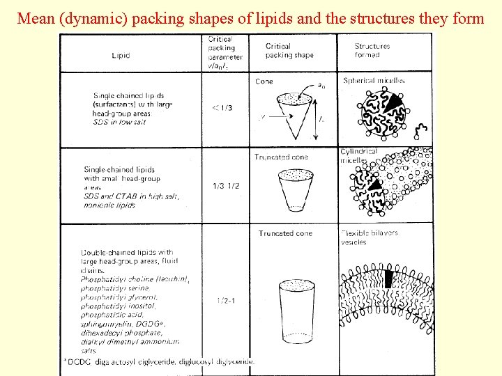 Mean (dynamic) packing shapes of lipids and the structures they form 