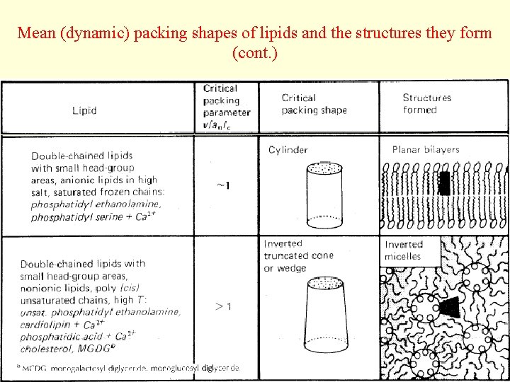 Mean (dynamic) packing shapes of lipids and the structures they form (cont. ) 