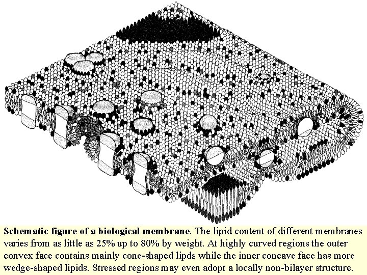 Schematic figure of a biological membrane. The lipid content of different membranes varies from