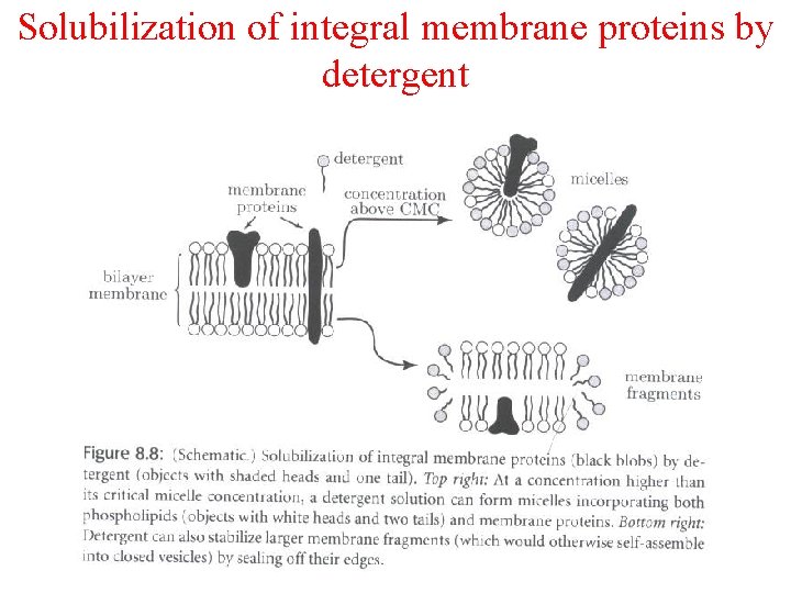 Solubilization of integral membrane proteins by detergent 