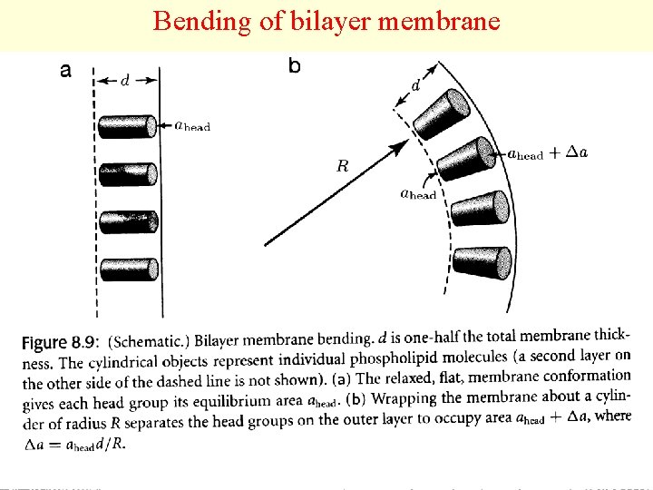 Bending of bilayer membrane 