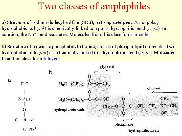 Two classes of amphiphiles a) Structure of sodium dodecyl sulfate (SDS), a strong detergent.