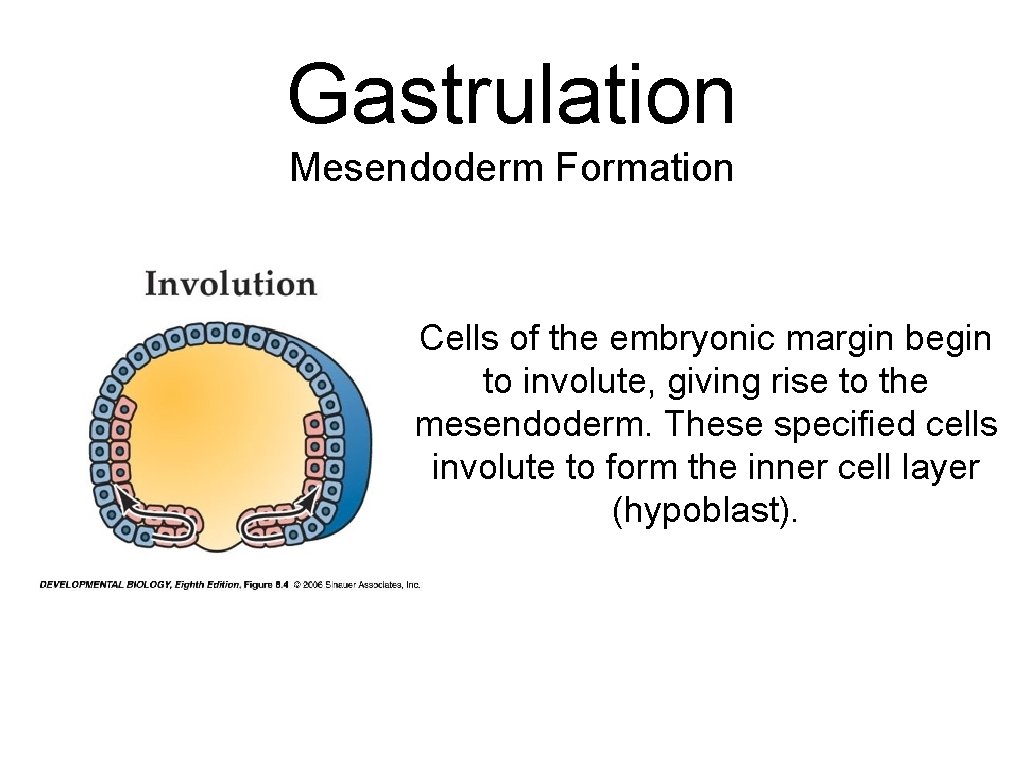 Gastrulation Mesendoderm Formation Cells of the embryonic margin begin to involute, giving rise to