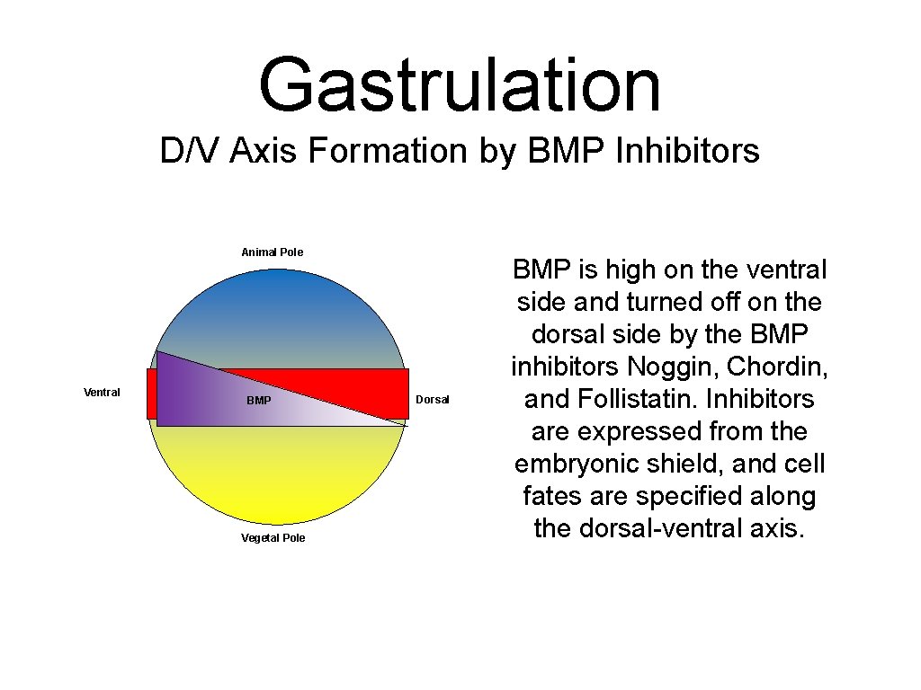 Gastrulation D/V Axis Formation by BMP Inhibitors Animal Pole Ventral BMP Vegetal Pole Dorsal