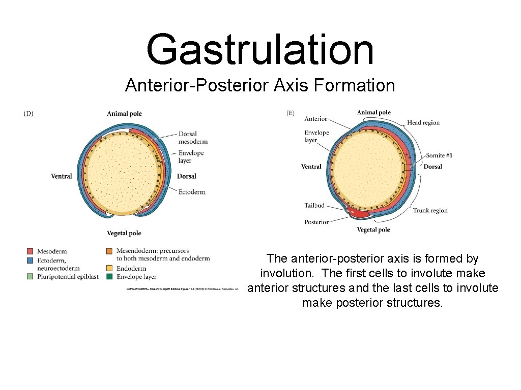 Gastrulation Anterior-Posterior Axis Formation The anterior-posterior axis is formed by involution. The first cells