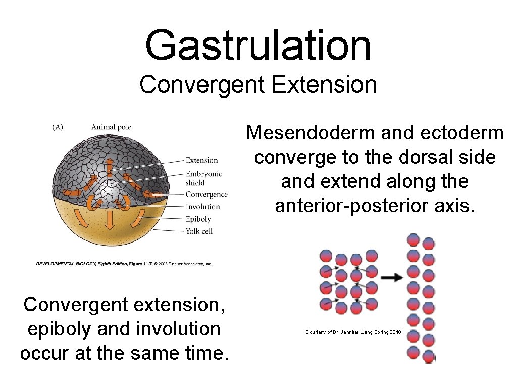 Gastrulation Convergent Extension Mesendoderm and ectoderm converge to the dorsal side and extend along