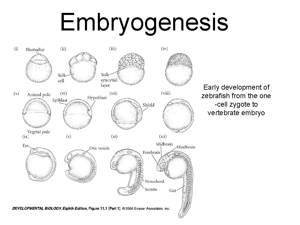 Embryogenesis Early development of zebrafish from the one -cell zygote to vertebrate embryo 