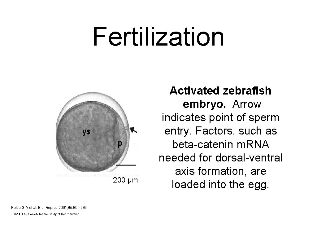 Fertilization 200 μm Poleo G A et al. Biol Reprod 2001; 65: 961 -966