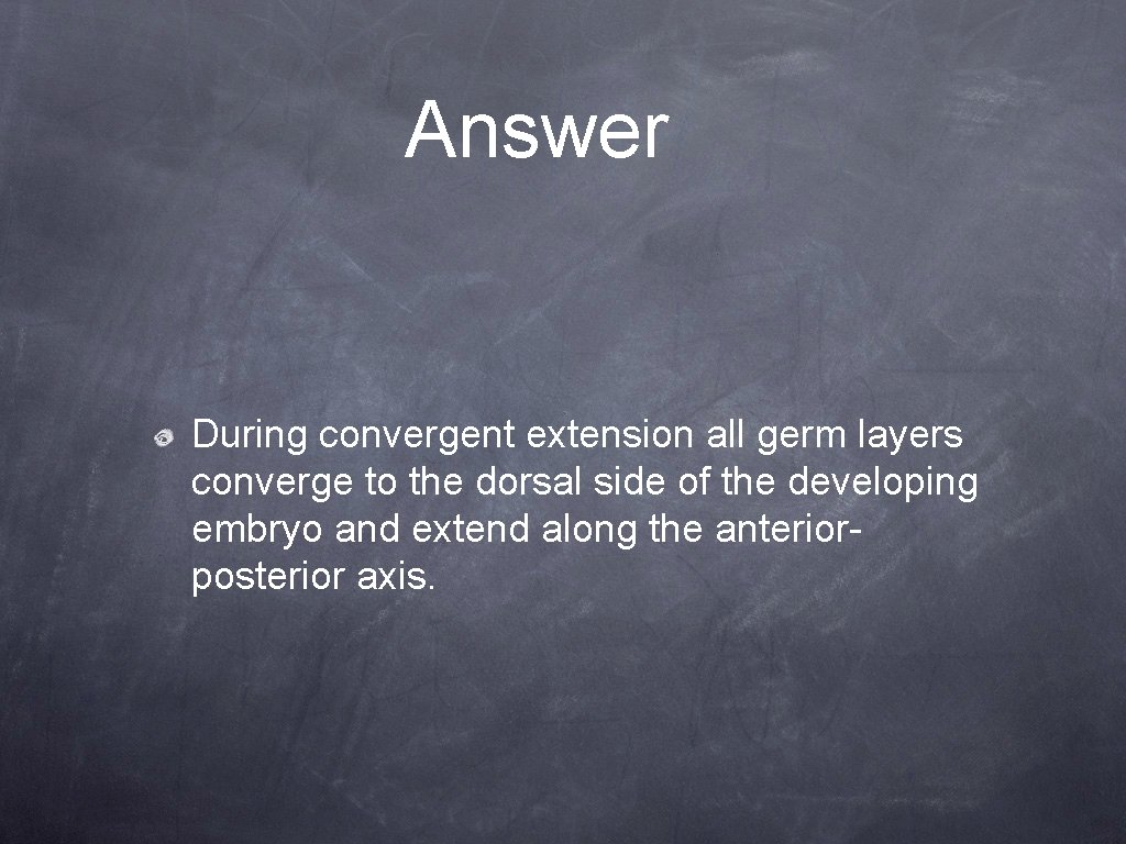 Answer During convergent extension all germ layers converge to the dorsal side of the
