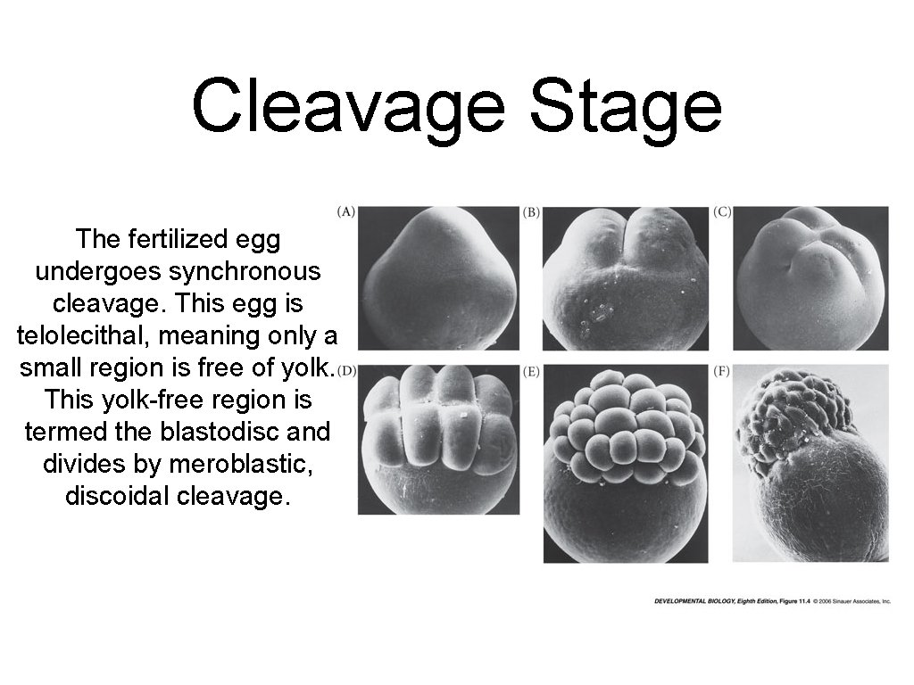 Cleavage Stage The fertilized egg undergoes synchronous cleavage. This egg is telolecithal, meaning only