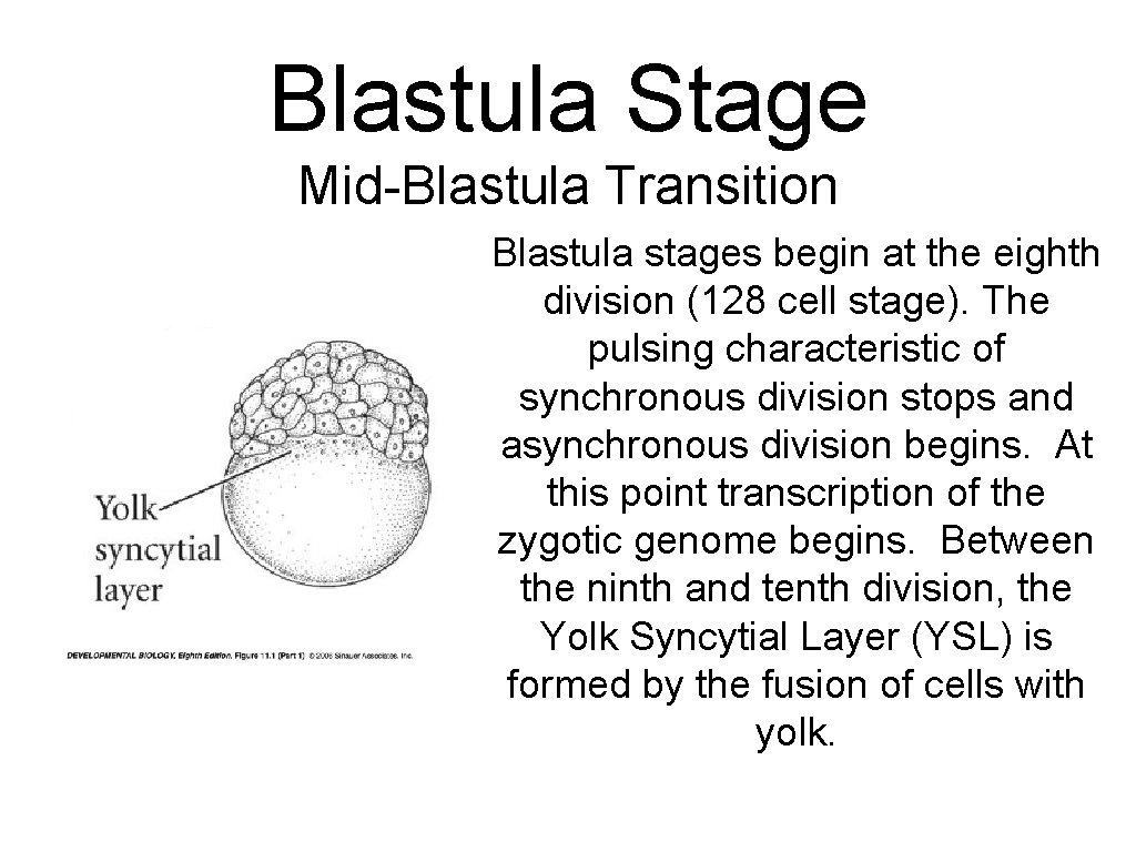 Blastula Stage Mid-Blastula Transition Blastula stages begin at the eighth division (128 cell stage).