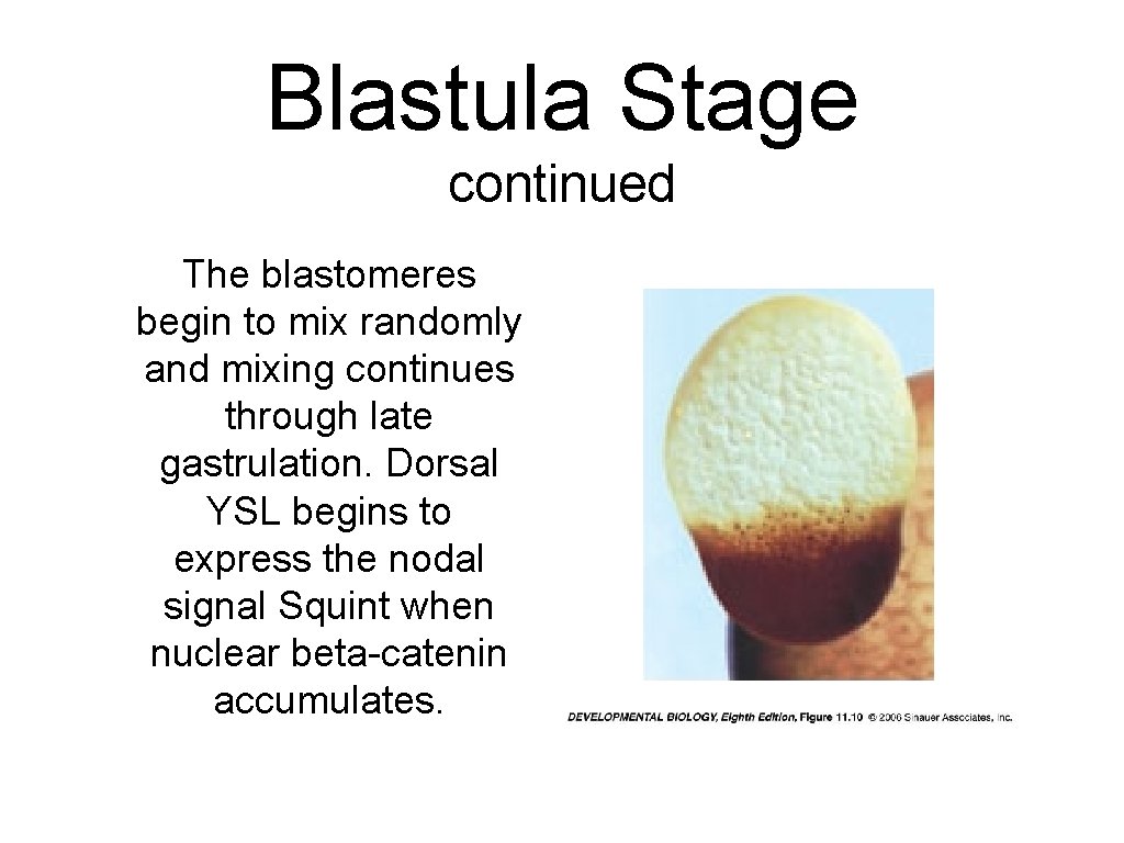 Blastula Stage continued The blastomeres begin to mix randomly and mixing continues through late