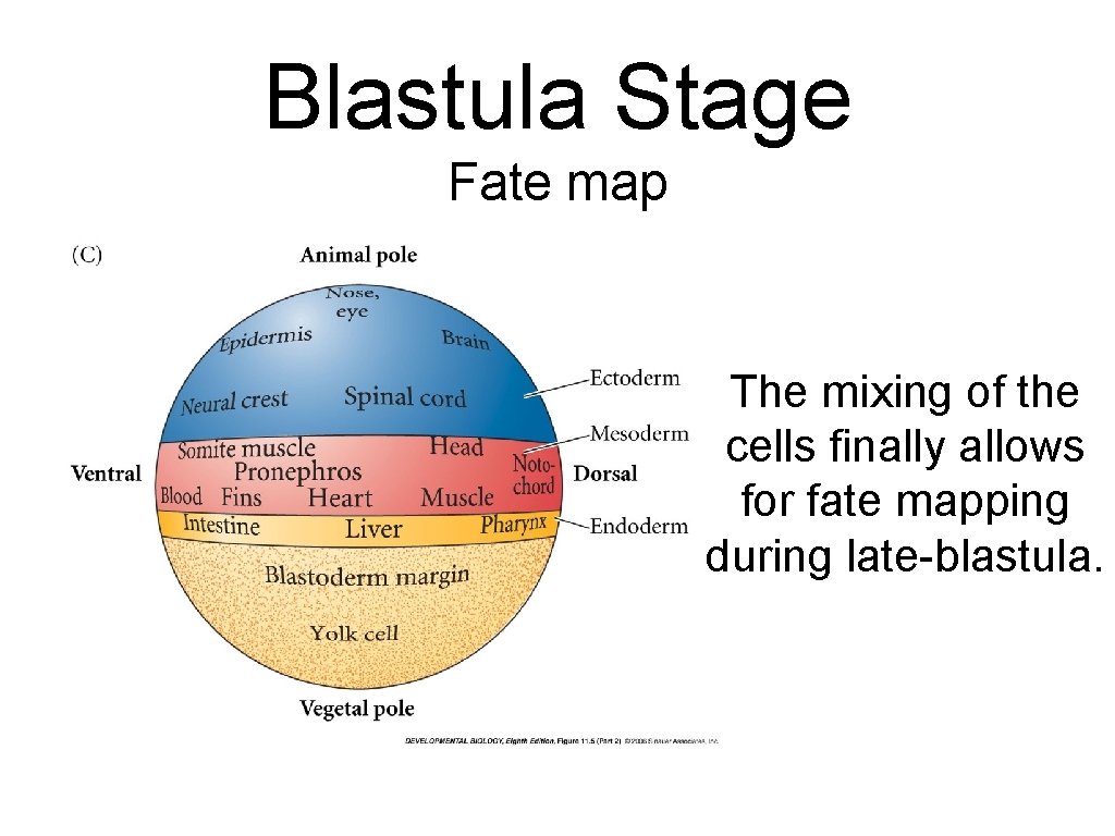 Blastula Stage Fate map Text The mixing of the cells finally allows for fate