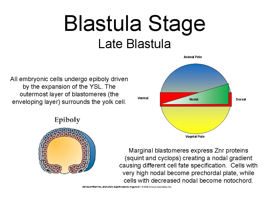Blastula Stage Late Blastula Animal Pole All embryonic cells undergo epiboly driven by the