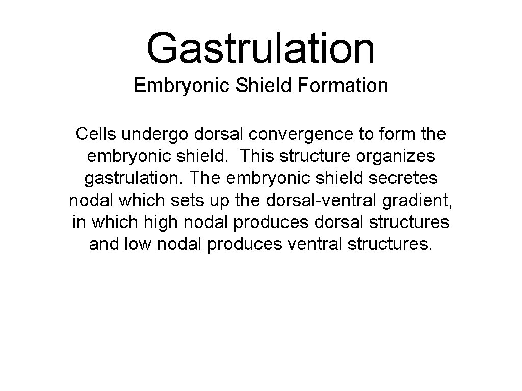 Gastrulation Embryonic Shield Formation Cells undergo dorsal convergence to form the embryonic shield. This