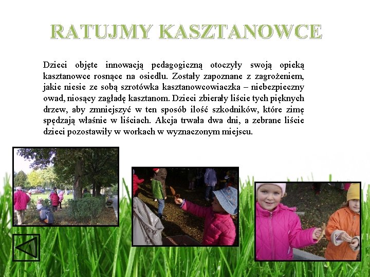 RATUJMY KASZTANOWCE Dzieci objęte innowacją pedagogiczną otoczyły swoją opieką kasztanowce rosnące na osiedlu. Zostały