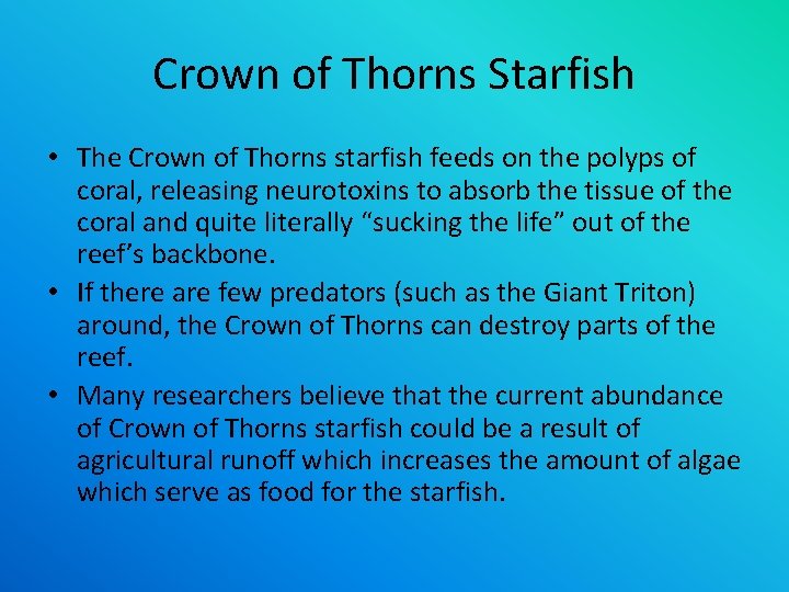 Crown of Thorns Starfish • The Crown of Thorns starfish feeds on the polyps