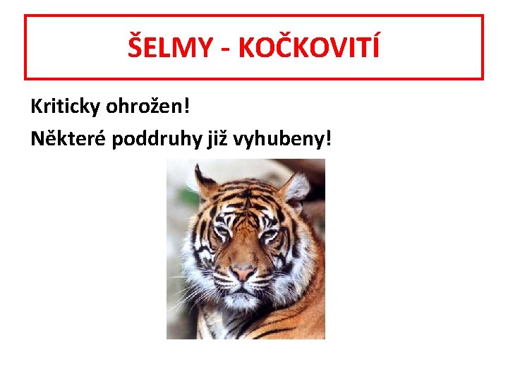 ŠELMY - KOČKOVITÍ Kriticky ohrožen! Některé poddruhy již vyhubeny! 