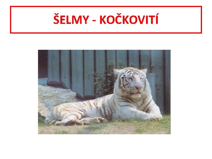 ŠELMY - KOČKOVITÍ 