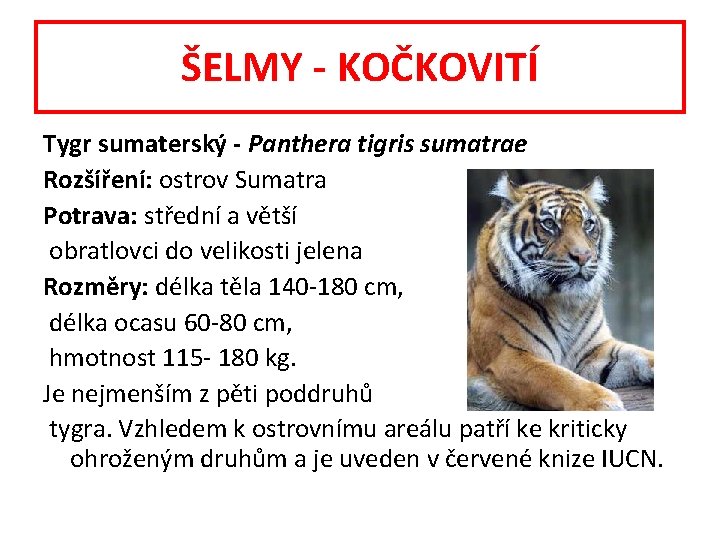 ŠELMY - KOČKOVITÍ Tygr sumaterský - Panthera tigris sumatrae Rozšíření: ostrov Sumatra Potrava: střední