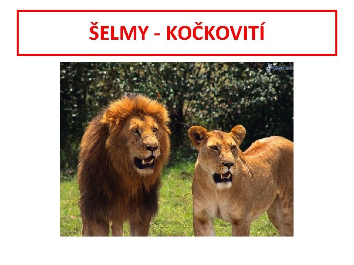 ŠELMY - KOČKOVITÍ 