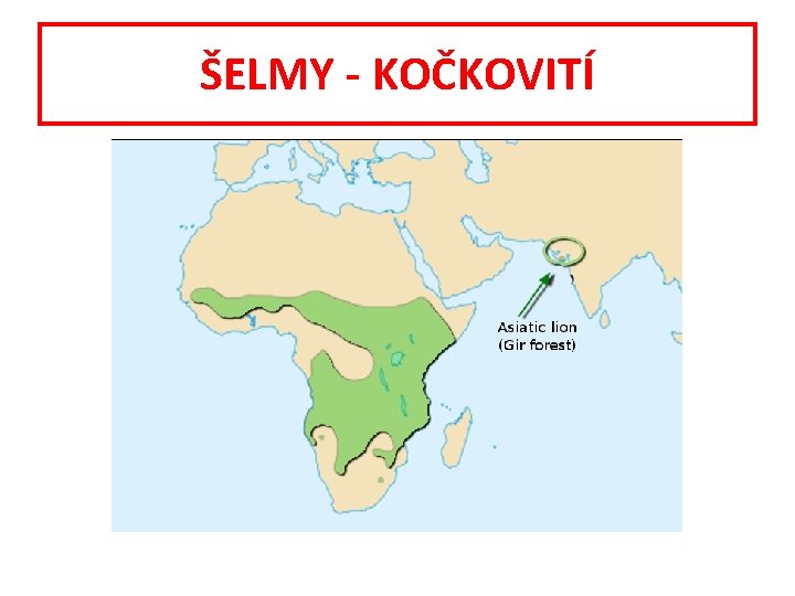 ŠELMY - KOČKOVITÍ 