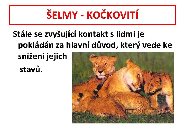 ŠELMY - KOČKOVITÍ Stále se zvyšující kontakt s lidmi je pokládán za hlavní důvod,