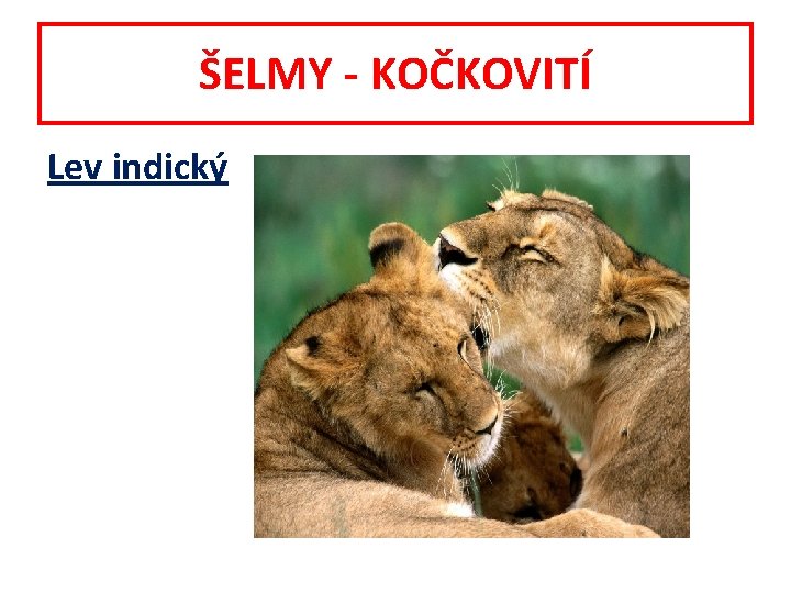 ŠELMY - KOČKOVITÍ Lev indický 