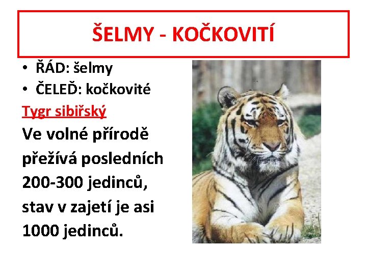 ŠELMY - KOČKOVITÍ • ŘÁD: šelmy • ČELEĎ: kočkovité Tygr sibiřský Ve volné přírodě