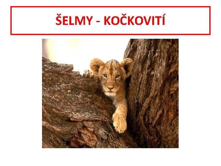 ŠELMY - KOČKOVITÍ 