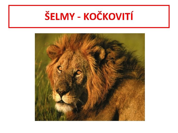 ŠELMY - KOČKOVITÍ 