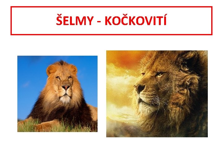 ŠELMY - KOČKOVITÍ 