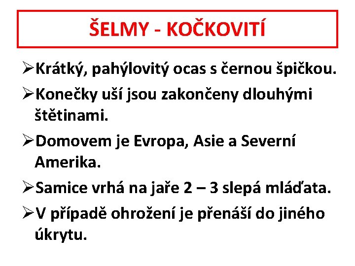 ŠELMY - KOČKOVITÍ ØKrátký, pahýlovitý ocas s černou špičkou. ØKonečky uší jsou zakončeny dlouhými