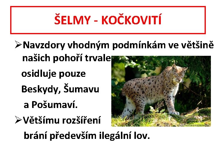 ŠELMY - KOČKOVITÍ ØNavzdory vhodným podmínkám ve většině našich pohoří trvale osidluje pouze Beskydy,