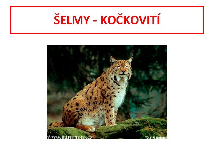 ŠELMY - KOČKOVITÍ 