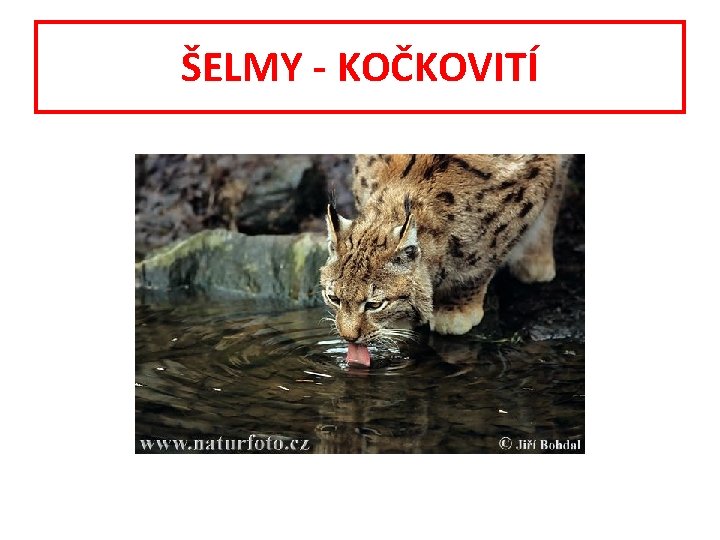 ŠELMY - KOČKOVITÍ 