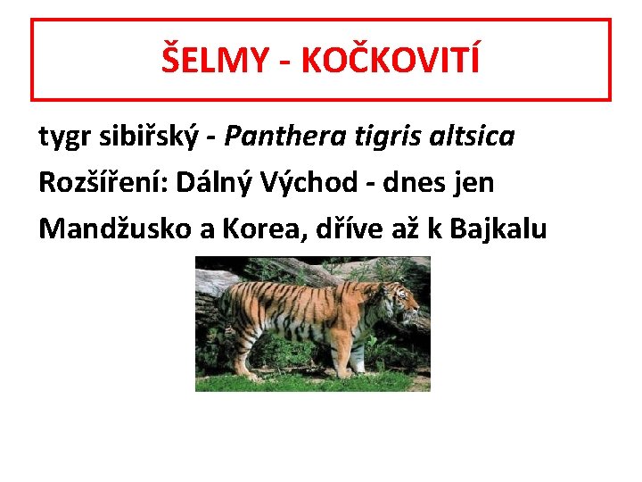 ŠELMY - KOČKOVITÍ tygr sibiřský - Panthera tigris altsica Rozšíření: Dálný Východ - dnes