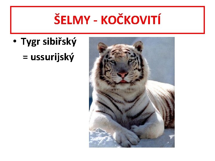 ŠELMY - KOČKOVITÍ • Tygr sibiřský = ussurijský 