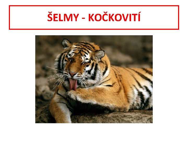 ŠELMY - KOČKOVITÍ 