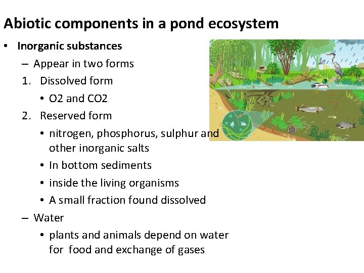 Abiotic components in a pond ecosystem • Inorganic substances – Appear in two forms