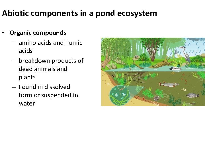 Abiotic components in a pond ecosystem • Organic compounds – amino acids and humic