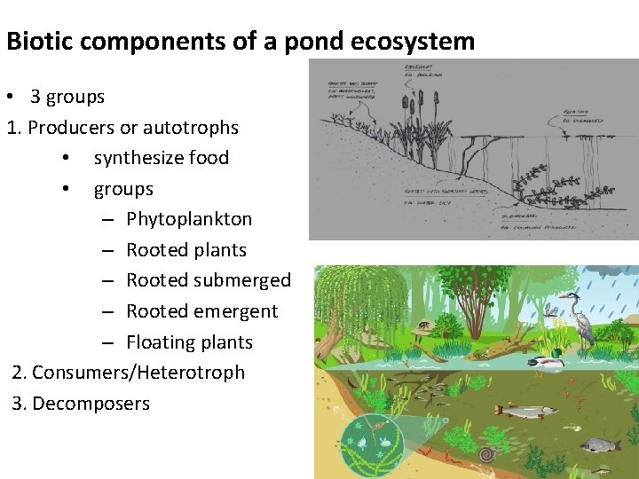 Biotic components of a pond ecosystem • 3 groups 1. Producers or autotrophs •