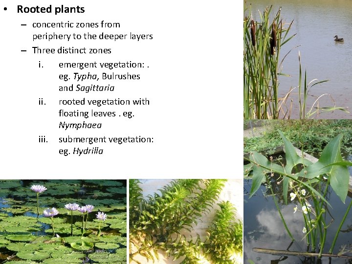  • Rooted plants – concentric zones from periphery to the deeper layers –