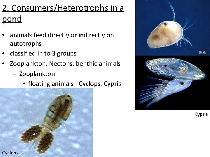 2. Consumers/Heterotrophs in a pond • animals feed directly or indirectly on autotrophs •