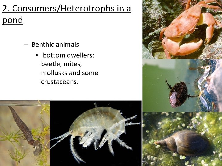 2. Consumers/Heterotrophs in a pond – Benthic animals • bottom dwellers: beetle, mites, mollusks