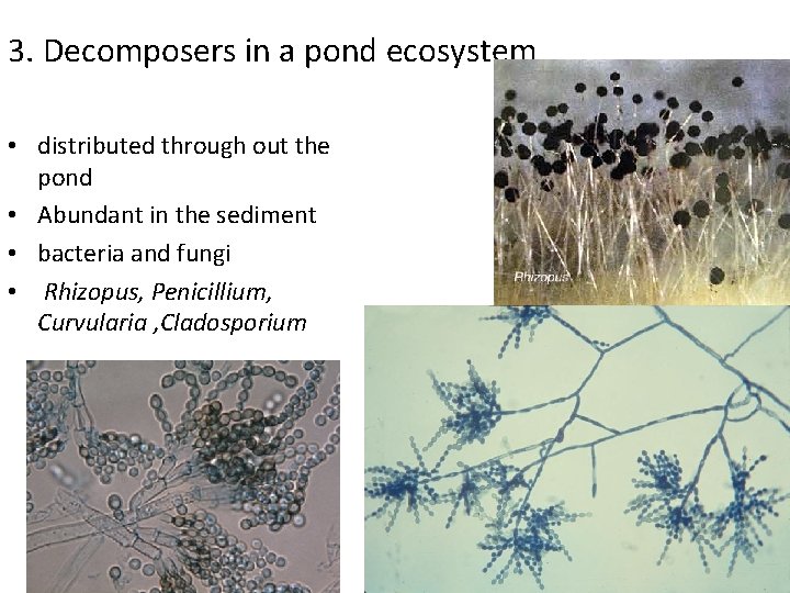 3. Decomposers in a pond ecosystem • distributed through out the pond • Abundant