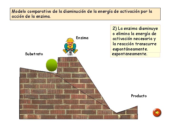 Modelo comparativo de la disminución de la energía de activación por la acción de