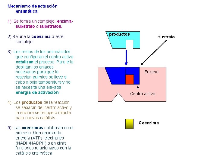 Mecanismo de actuación enzimática: 1) Se forma un complejo: enzimasubstrato o substratos. 2) Se